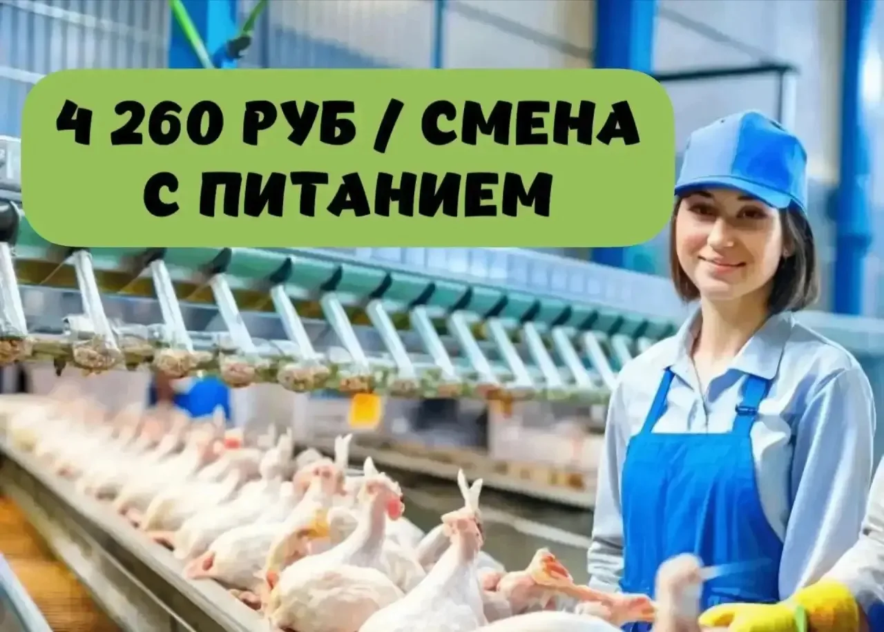 🐔ПТИЦЕФАБРИКА