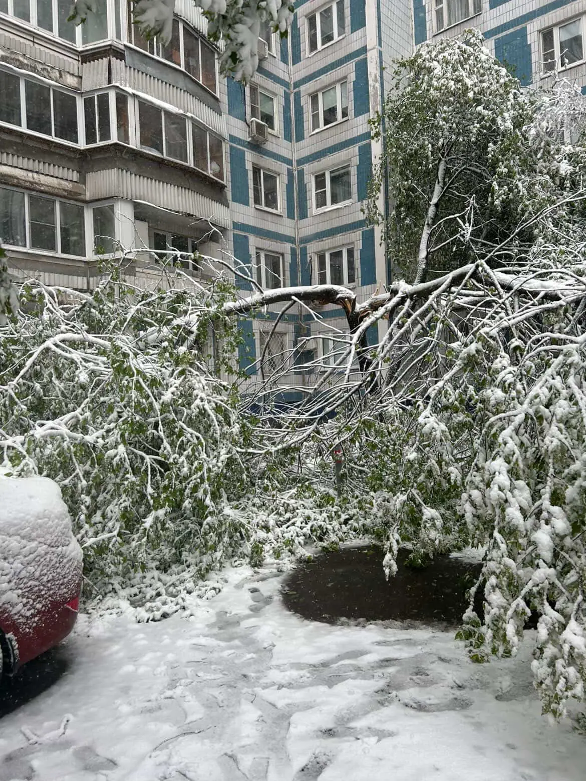 Деревья массово падают на автомобили в Крылатском и Кунцево из-за шквального ветра и снега, сообщают