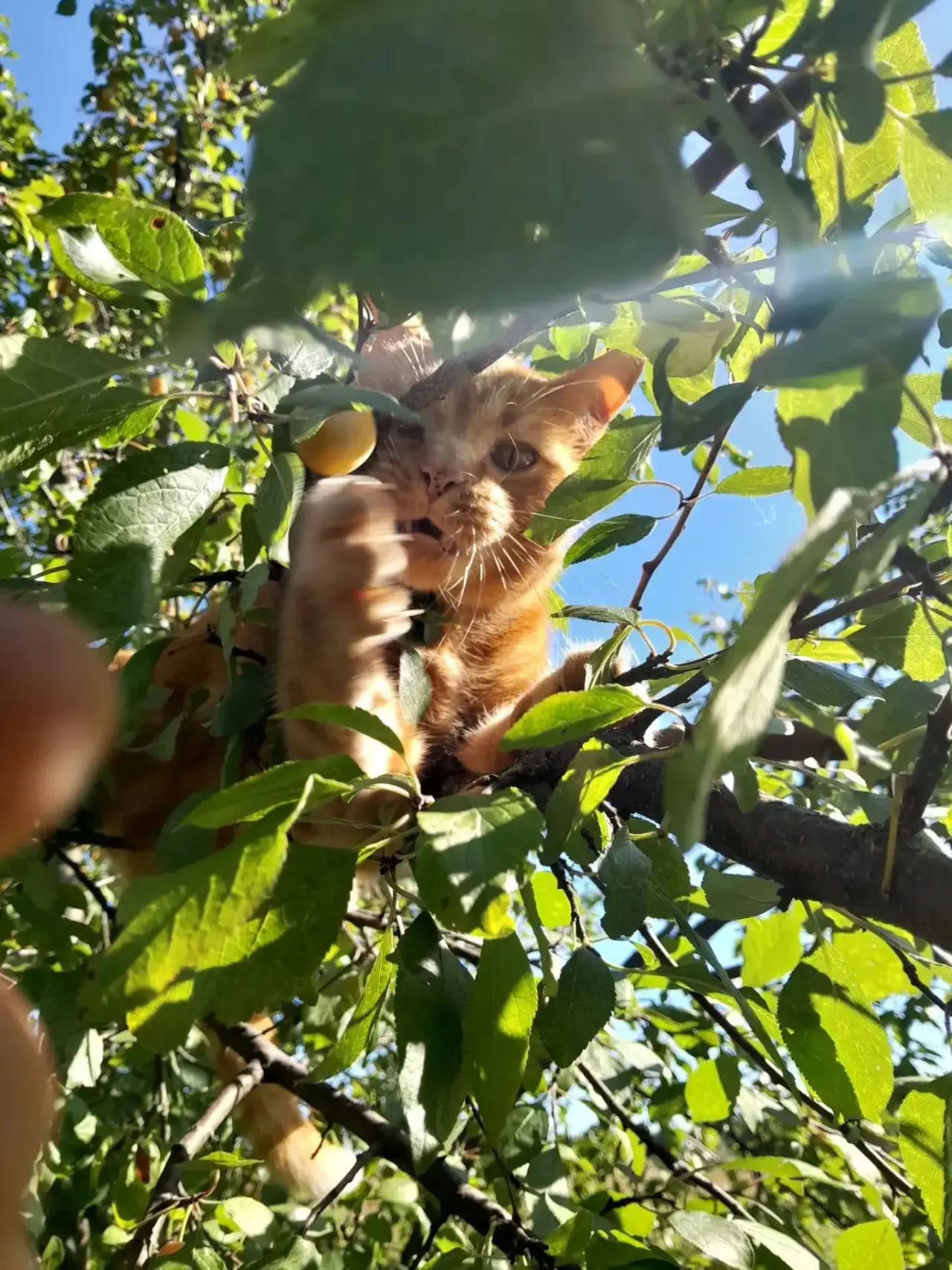 У нас свой «сливовый патруль»: котики знают толк в урожае!😁