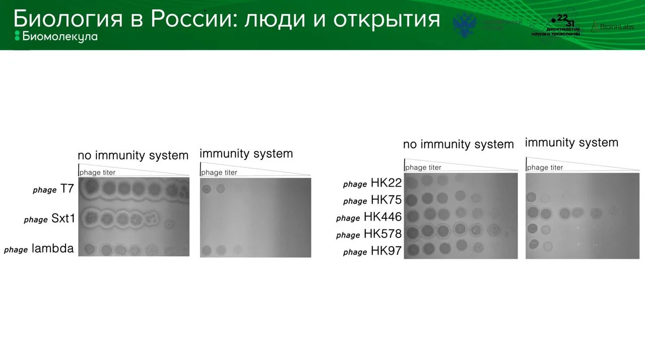 Что происходит, когда бактерия теряет защиту от фагов?