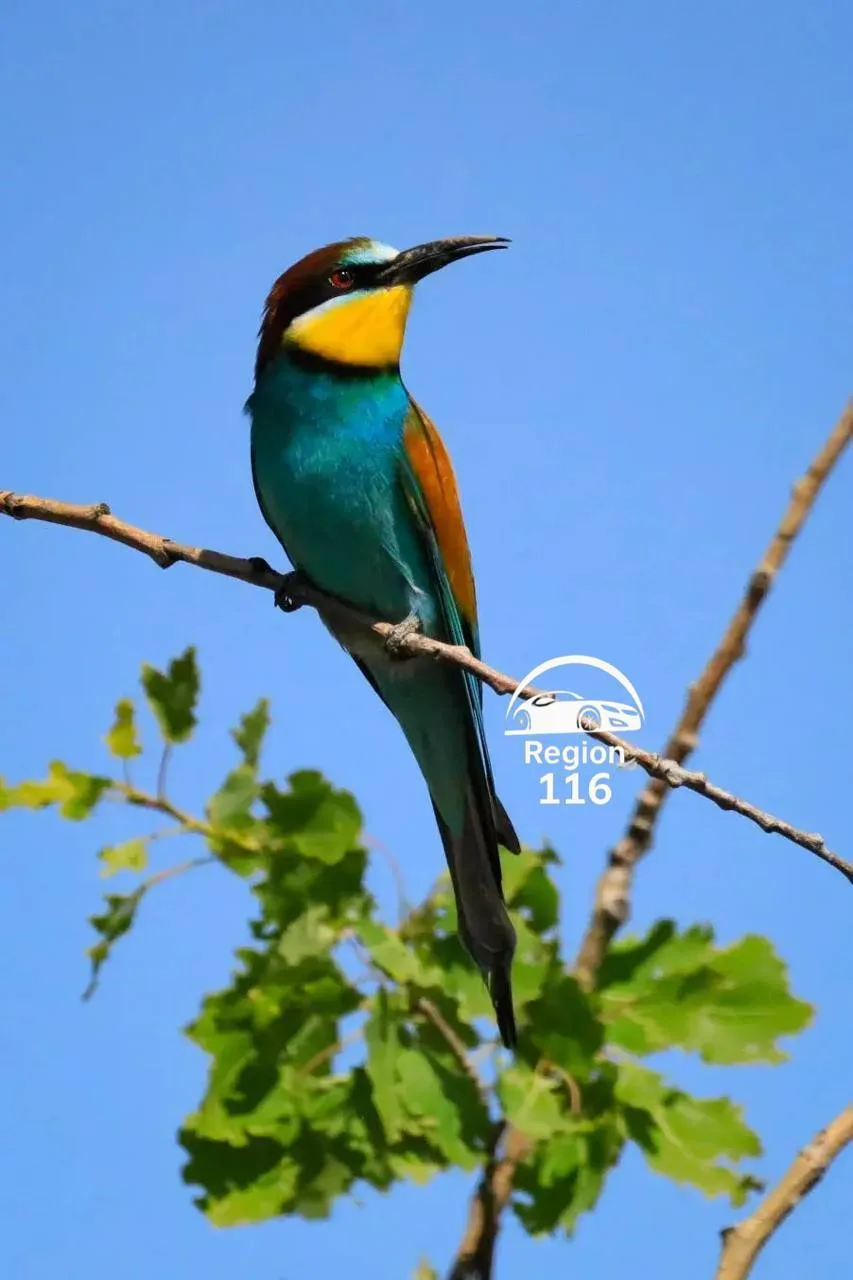 🦜 В Татарстан вернулись одни из самых красивых птиц Европы  В преддверии лета жители снова заметили 