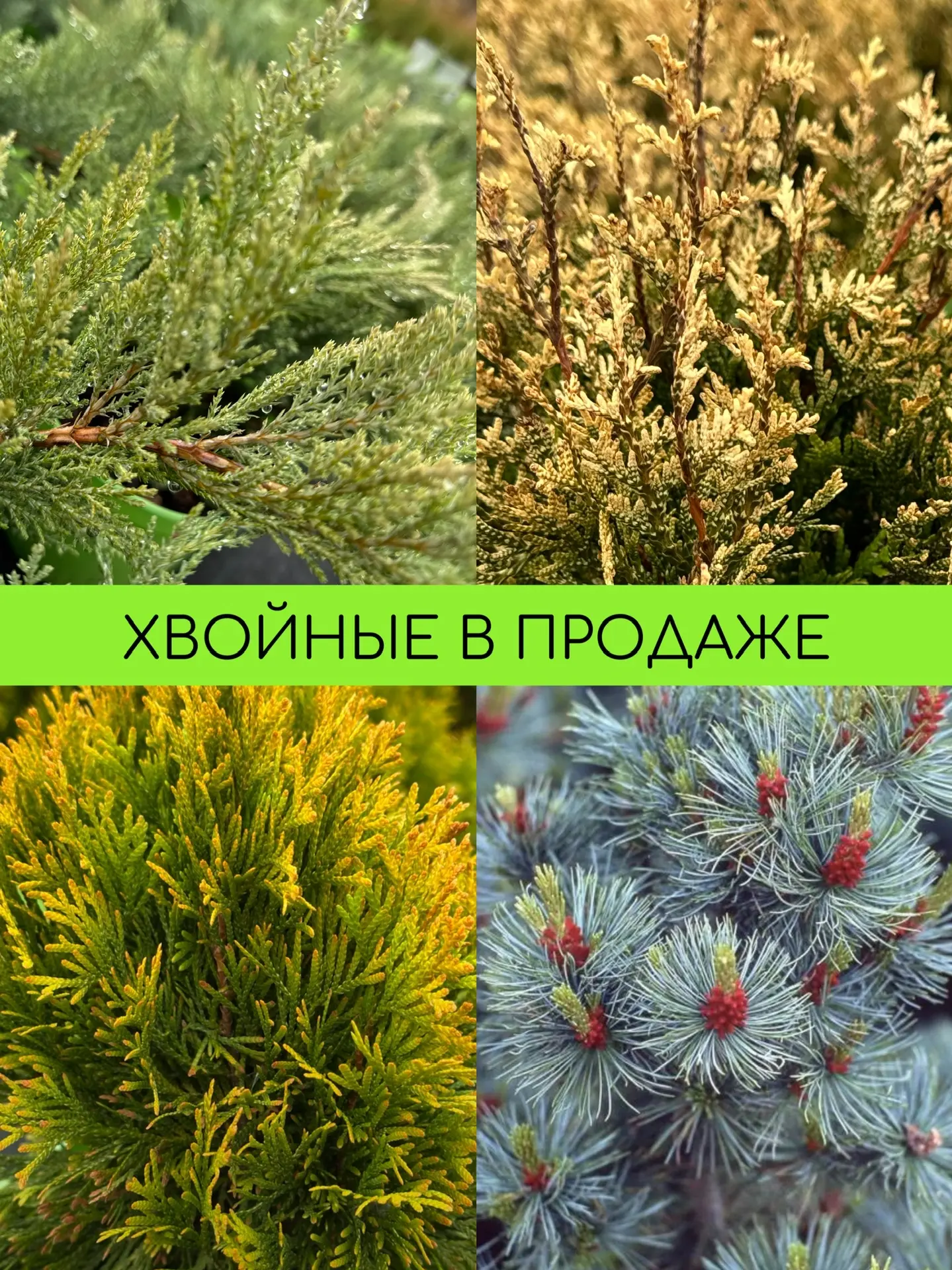 Хвойные сажать можно весь декабрь!  Что как не вечнозеленые хвойные растения украсят ростовскую серу