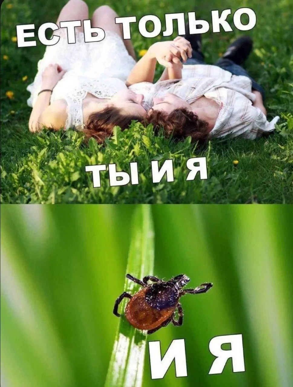 😨 Укус клеща отправил мужчину в реанимацию