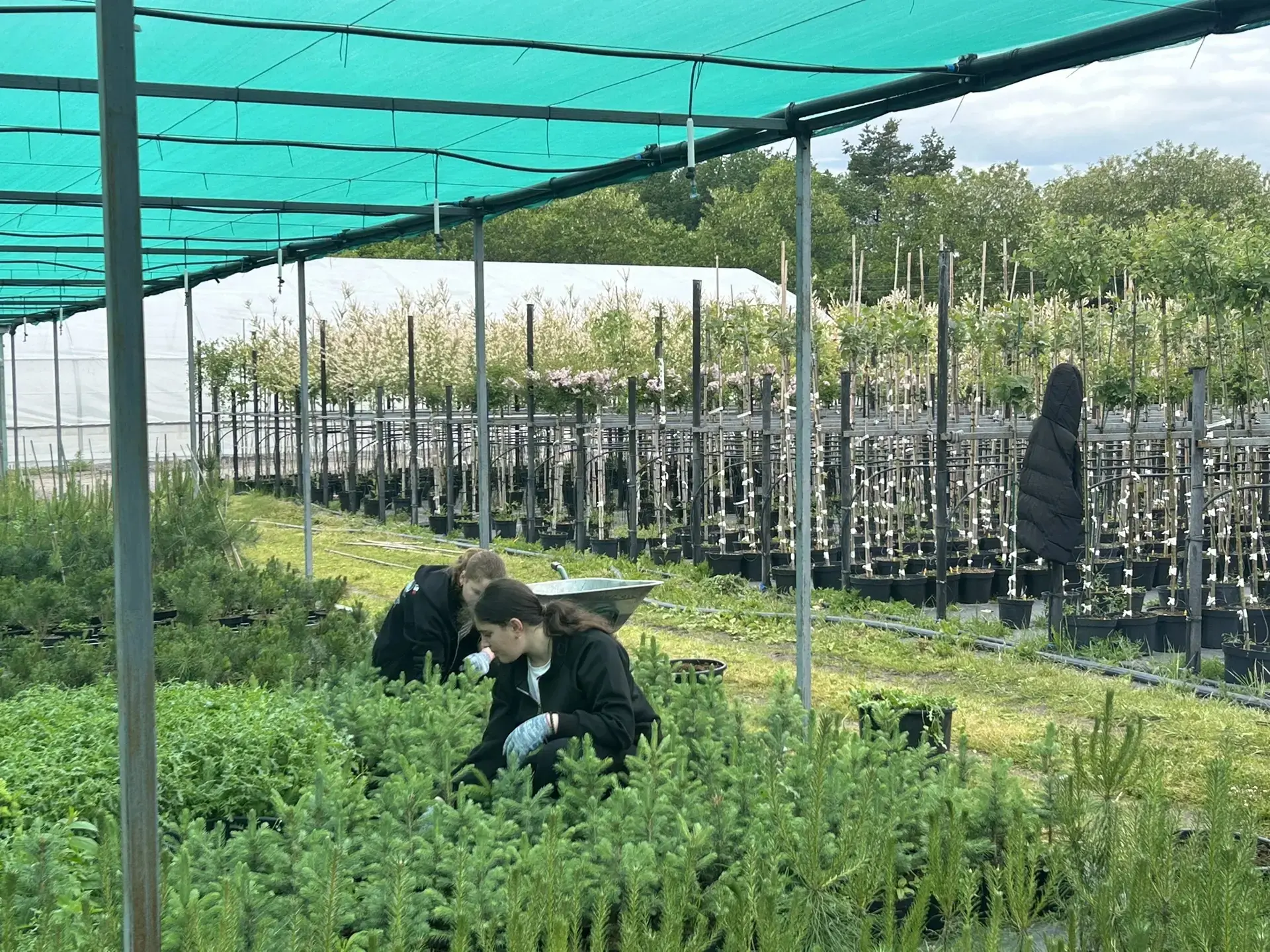 🌱💪Сегодня наши старшие ребята отработали свой первый рабочий день на питомнике Савате...