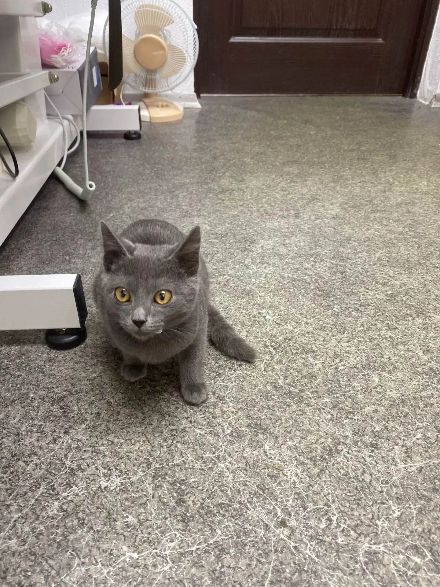 Чей котенок? Сидит возле Сбербанка с утра. Тел 89622673931 Елена