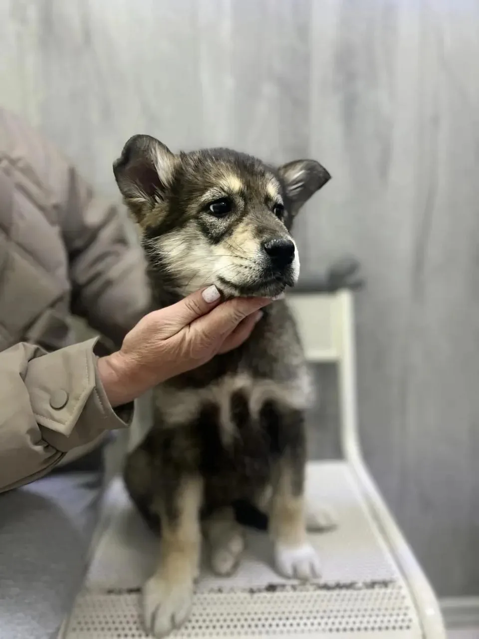 🐾 Маленькая девочка ищет своего Человека   Крошке всего 2 месяца. Девочка очень нежная, хрупкая и сп