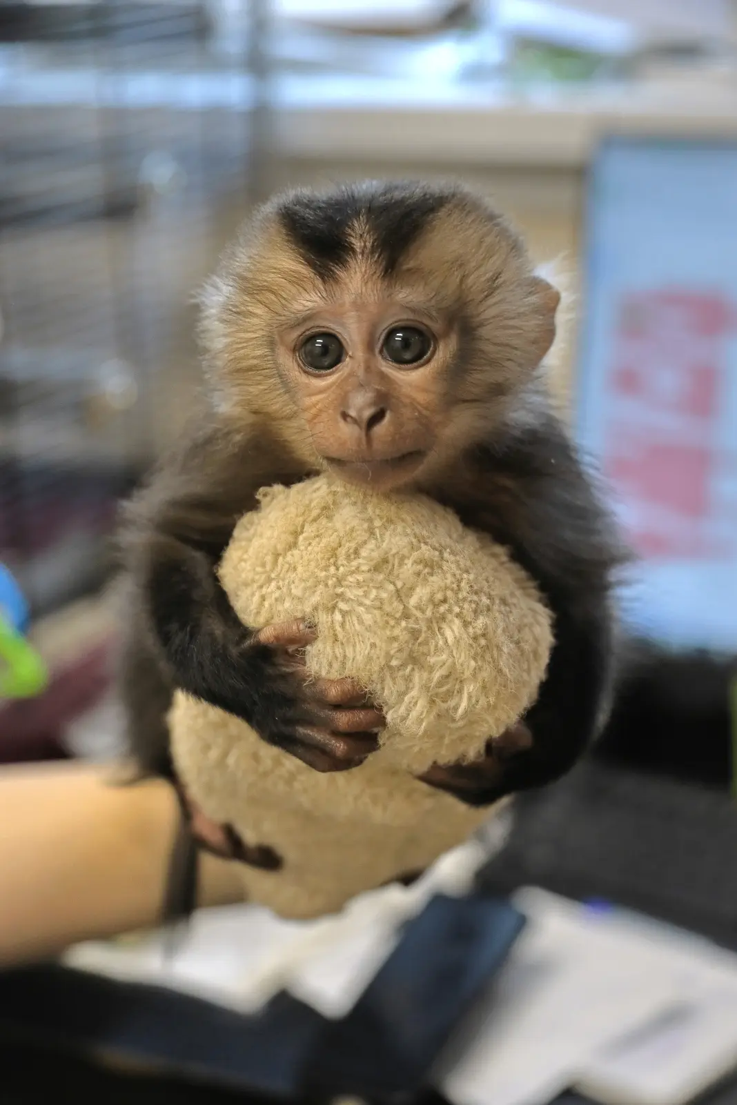 Конкурс на имя для самки вандеру!😍  🐒 22 декабря 2025 года на свет появилась самка вандеру (львинохв