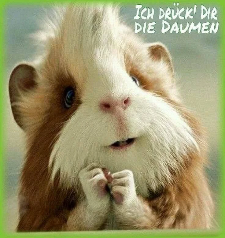 ​​🇩🇪6 классных и полезных идиом✨