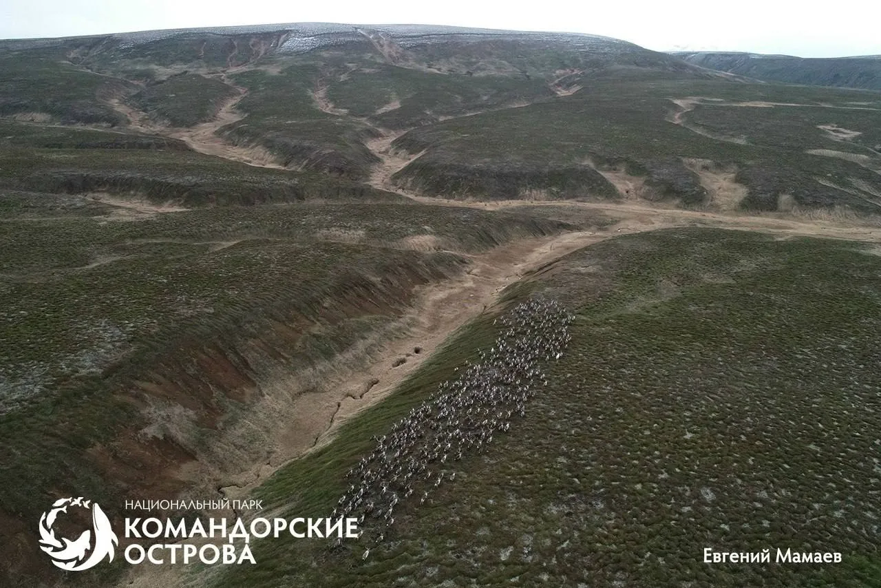 На острове Беринга началась миграция оленей. На зимовку в северную часть острова стада ...