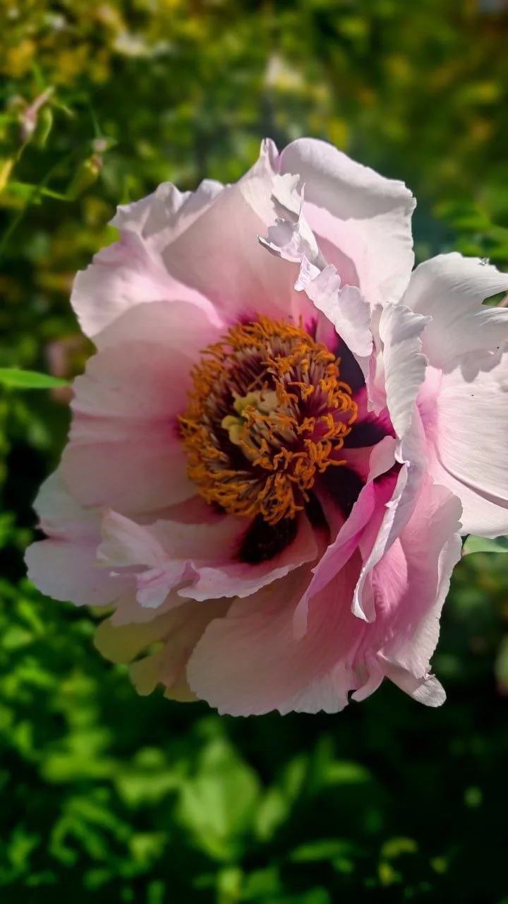 🌸🌿 В Ботаническом саду зацвели древовидные пионы. Настоящая цветочная роскошь  Крупные бутоны, насыщ