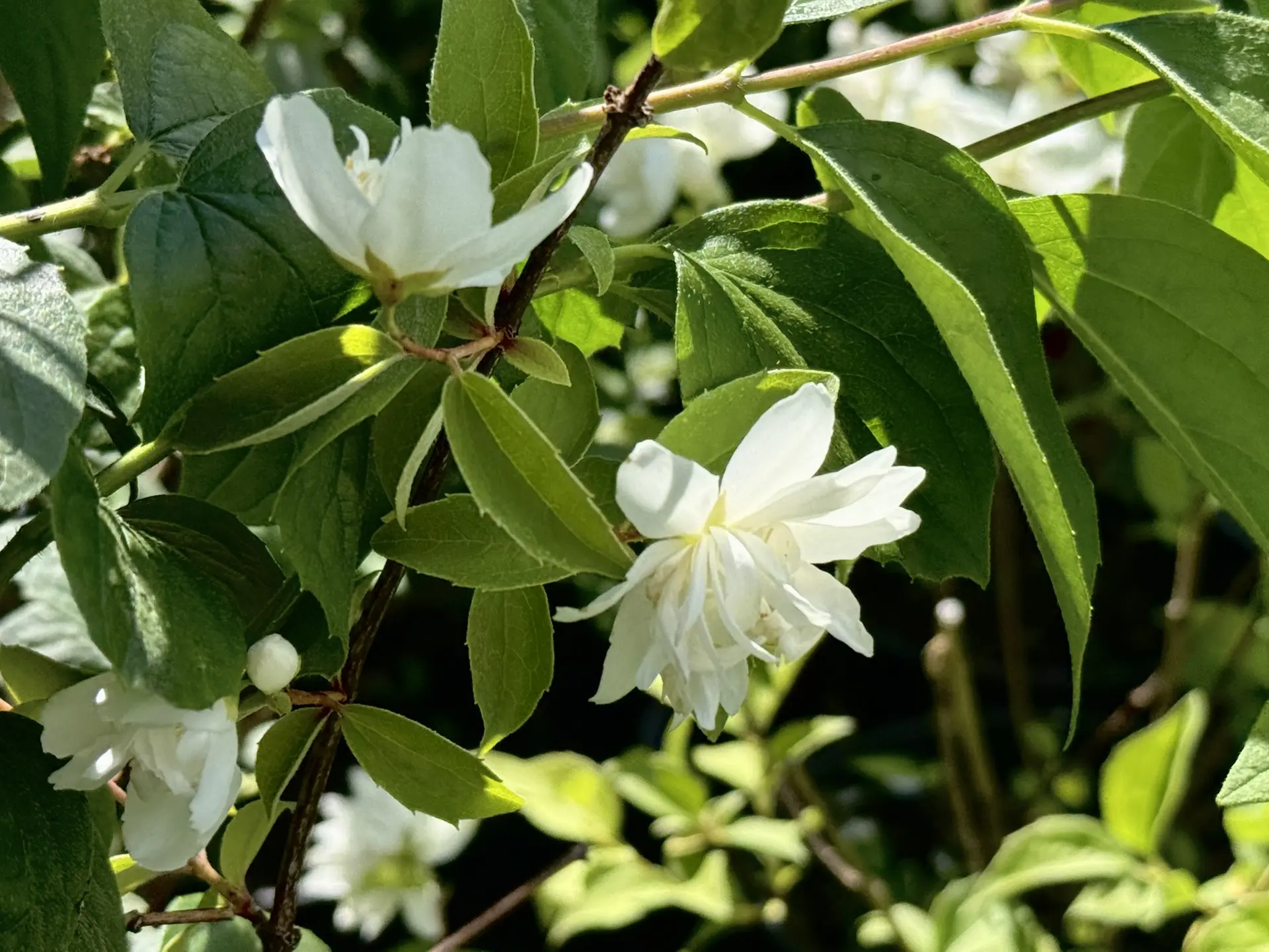 Новая неделя - новые акции! 💯

Скидка 10% на сирень и чубушник! 🌿

С 29 июня по 5 июля — отличный 