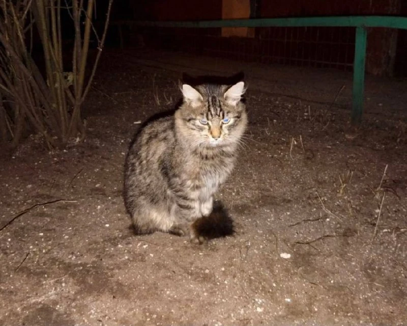 😭 Уличный кот, которого подкармливала погибшая во время атаки дрона Алла Маркова, прод...