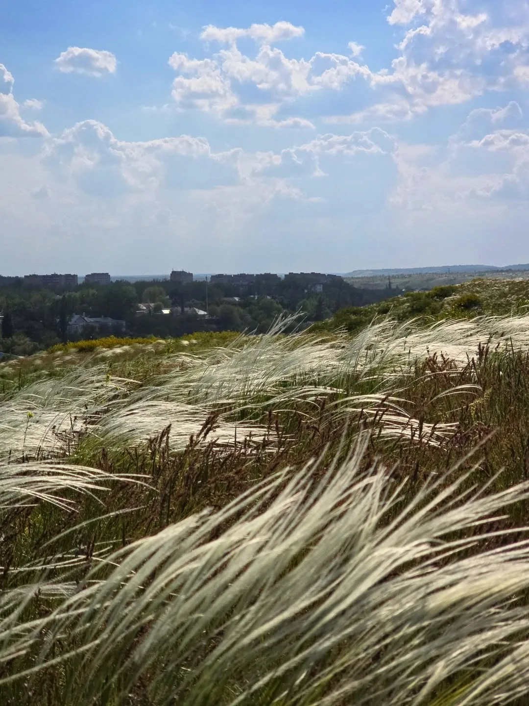 Цветет ковыль 🌾
