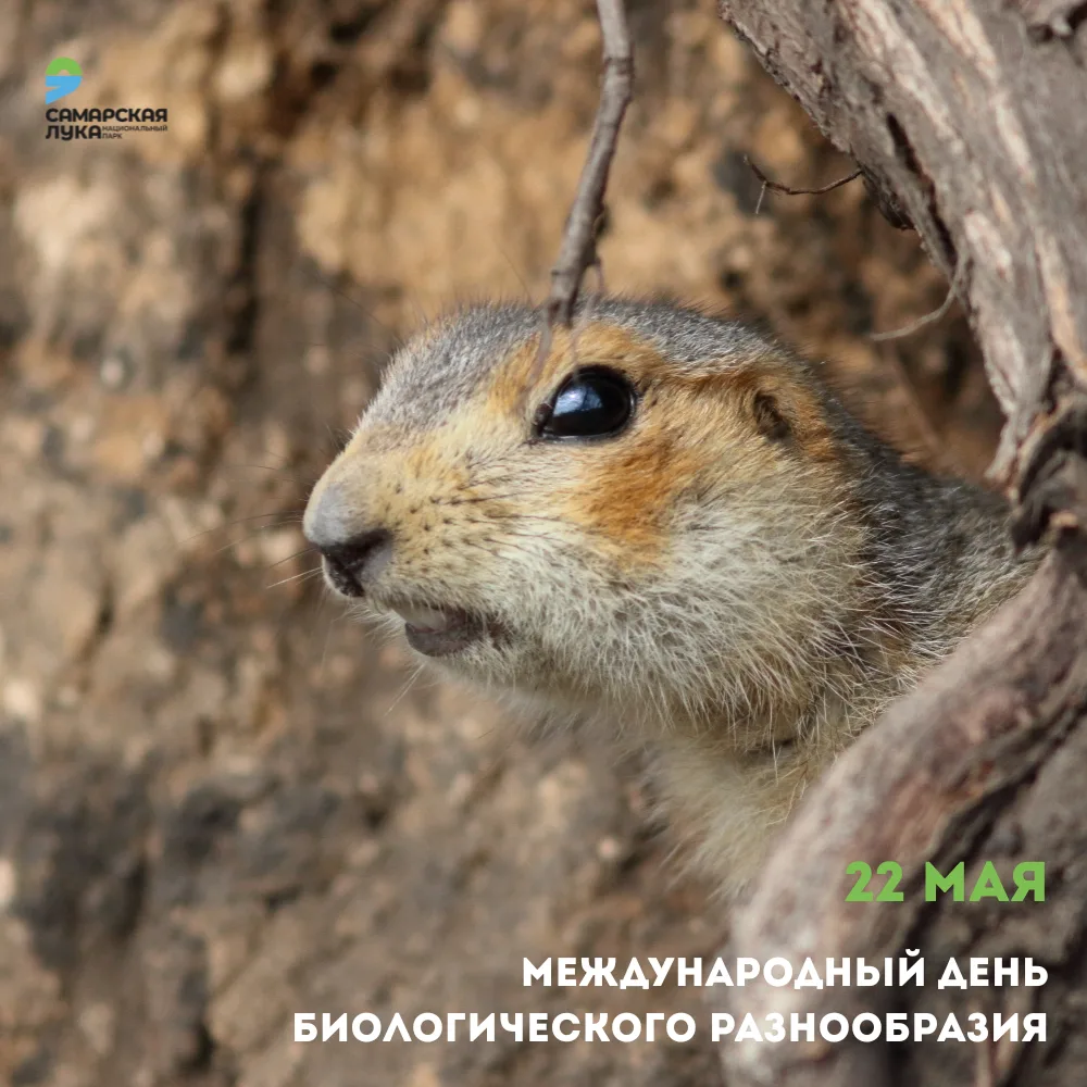 🌿 22 мая — Международный день биологического разнообразия! 🌍
Сегодня весь мир отмечает дату, котор