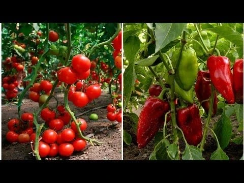 🌿 Зольный настой для томатов и перца