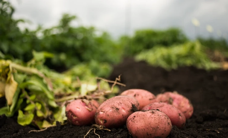 🥔 Собрали картофель — сразу лечим землю, а не оставляем её «отдыхать» просто так.
