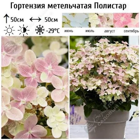 «Термит»: Гортензия «Полистар» — компактная и обильноцветущая! 🌸✨

Друзья, поступила гортензия мете