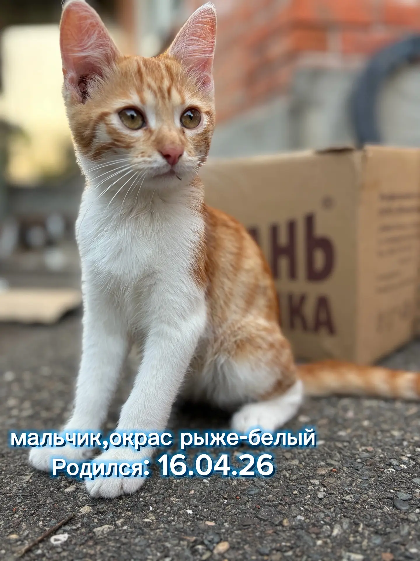 Добрые и дружелюбные котятки
родились : 16.04.26
по поводу обьявления писать в лс
звонить : 91822422