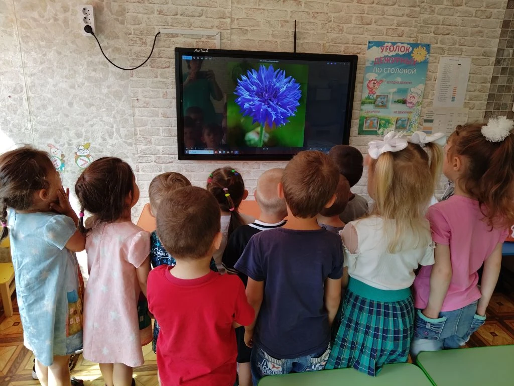 Сегодня дети познакомились с полевым васильком, обратили внимание на его красоту, рассм...
