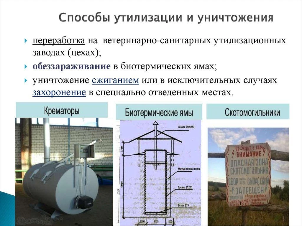 🐄 Об утилизации биологических отходов: важно знать! 🩺Биологические отходы (трупы живо...