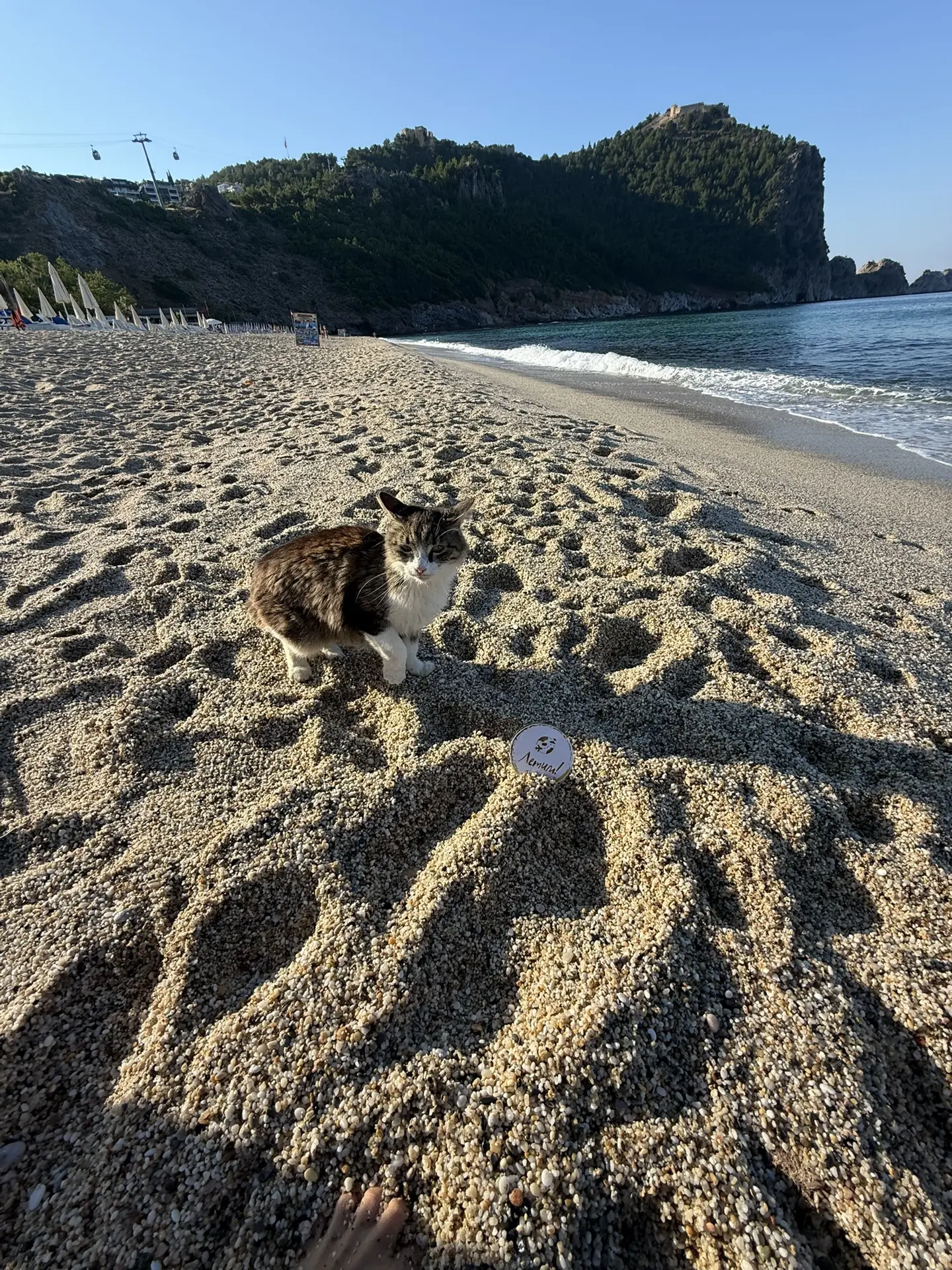 🌴Просто утро доброе 🐾