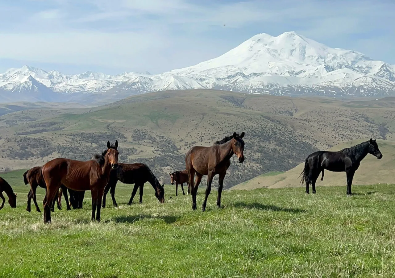 🐎 Банду конокрадов, которая похищала животных для изготовления колбасы, осудили в КБР.