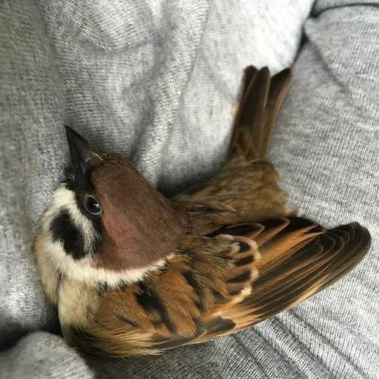 Птицы поют не только для красоты🦜