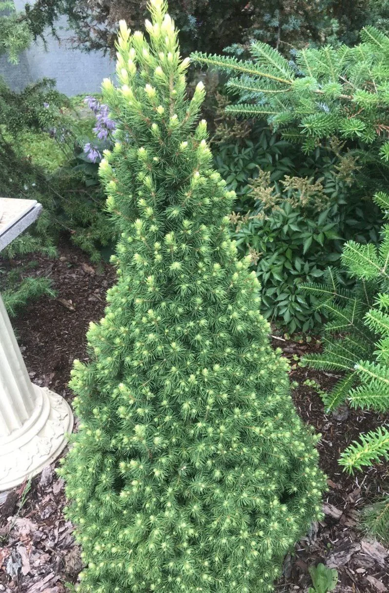 РАСТЕНИЕ ДНЯ

Picea glauca Rainbow's End
Ель сизая

Московская область, Чеховский район
Возраст: 10 