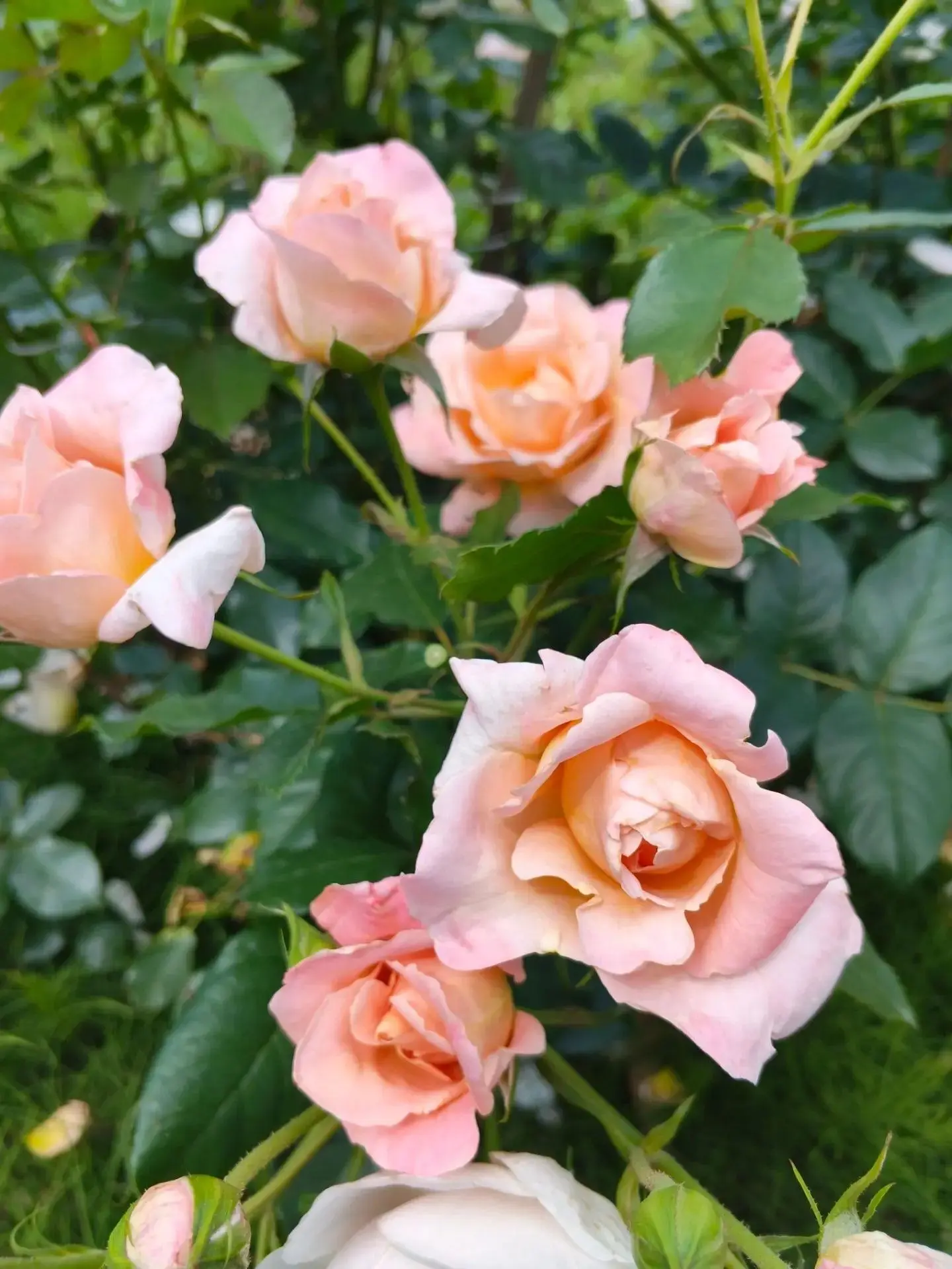 🌹«ЦВЕТЕНИЕ РОЗ — И КАЖДАЯ НЕПОВТОРИМА»»

Друзья, свершилось! 

Наш розарий просыпается, и начало цв
