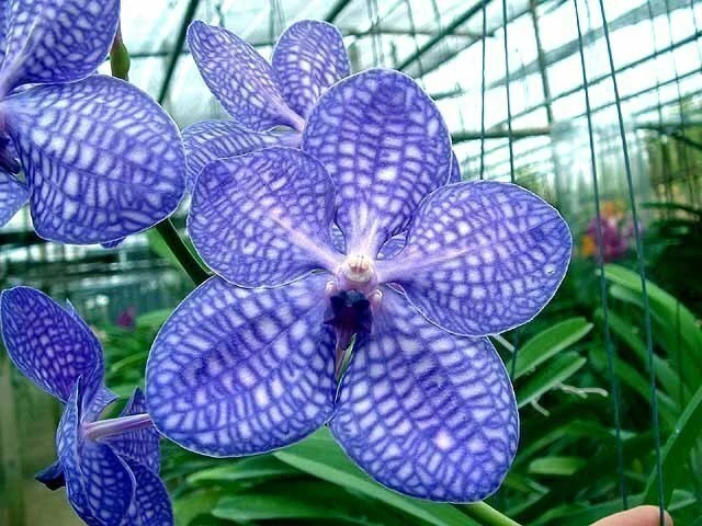 🌸 Орхидея ванда (Vanda). ПРАВИЛЬНЫЙ УХОД 🌸

✔ Освещение  
Любит яркий свет, лучше южные окна. Лето