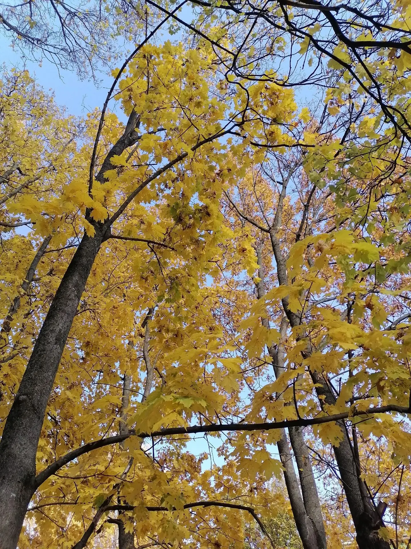 🍂 1 октября в Курской области ожидается переменная облачность