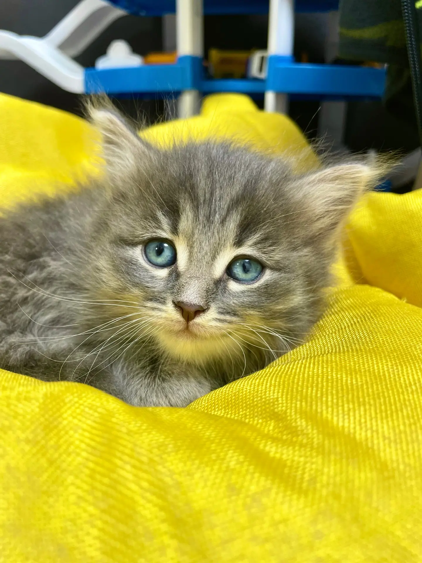 Знакомьтесь, кот-Компот 😻

У Мирона было два варианта имени - котенок Шмяк и кот-Компот 
Вот такие 