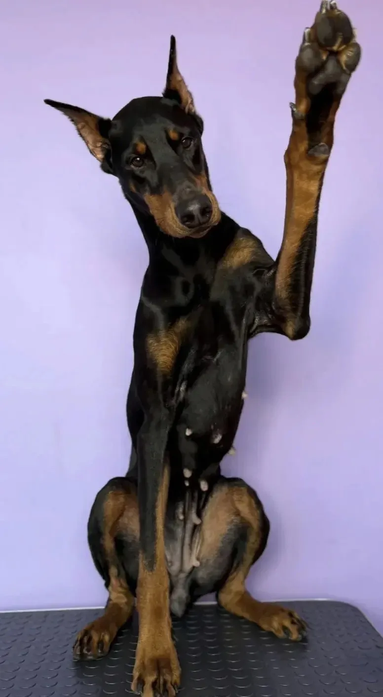 Друзья, хорошие новости! 🐾В Наро-Фоминске открывает свои двери студия груминга для соб...