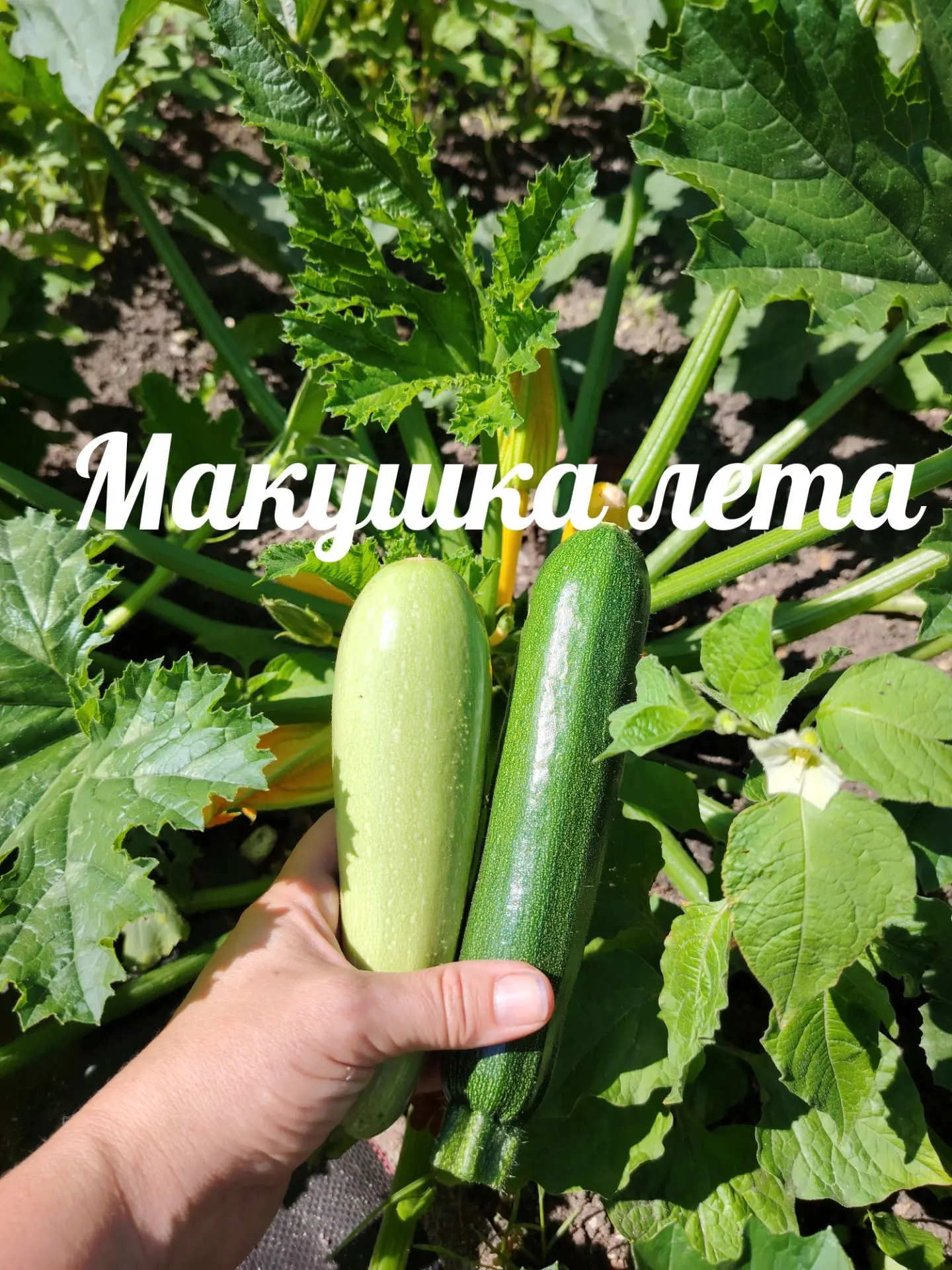 Июль - макушка лета🍅🥒🫑🌶️ 

Привет, любители огорода❤️ Как настроение? Как урожай? Как погода?

У