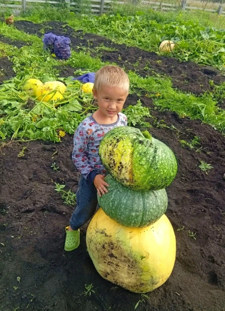 А что в наших огородах? 🥔 🥕🍆