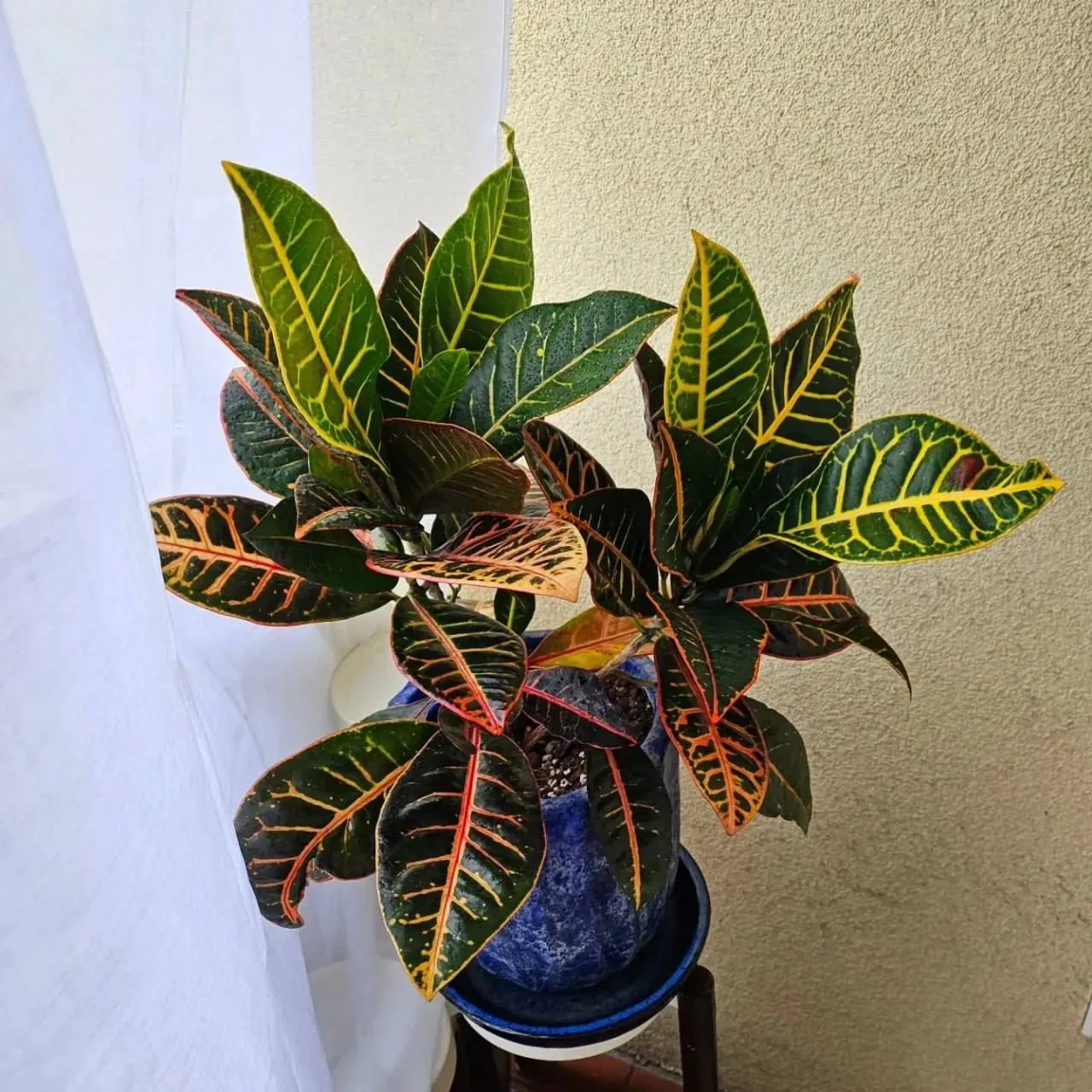 Кротон: яркое украшение дома 🌿