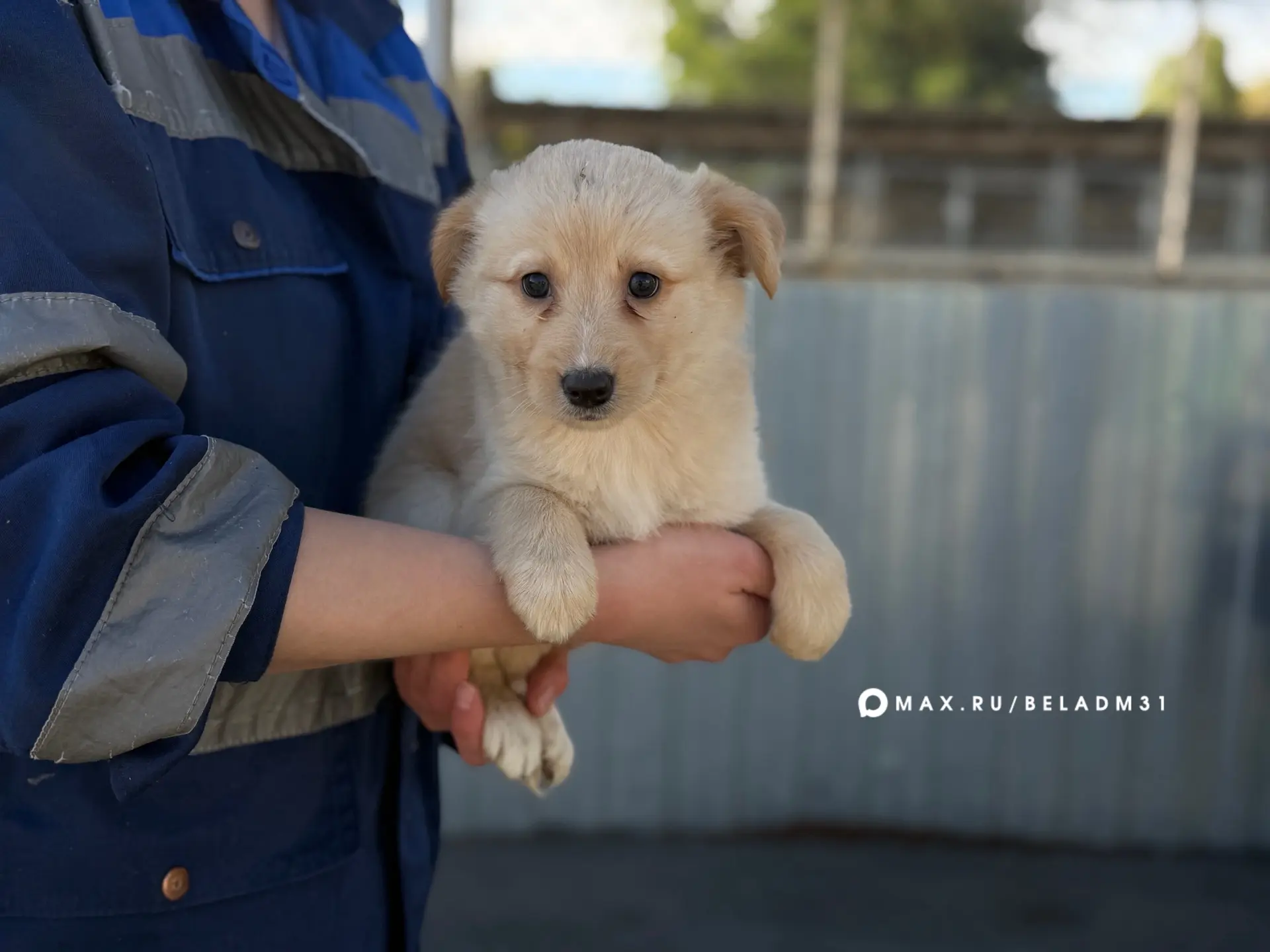 17 октября состоится ежегодная выставка-раздача собак «Пойдем домой» 🐶 🐾