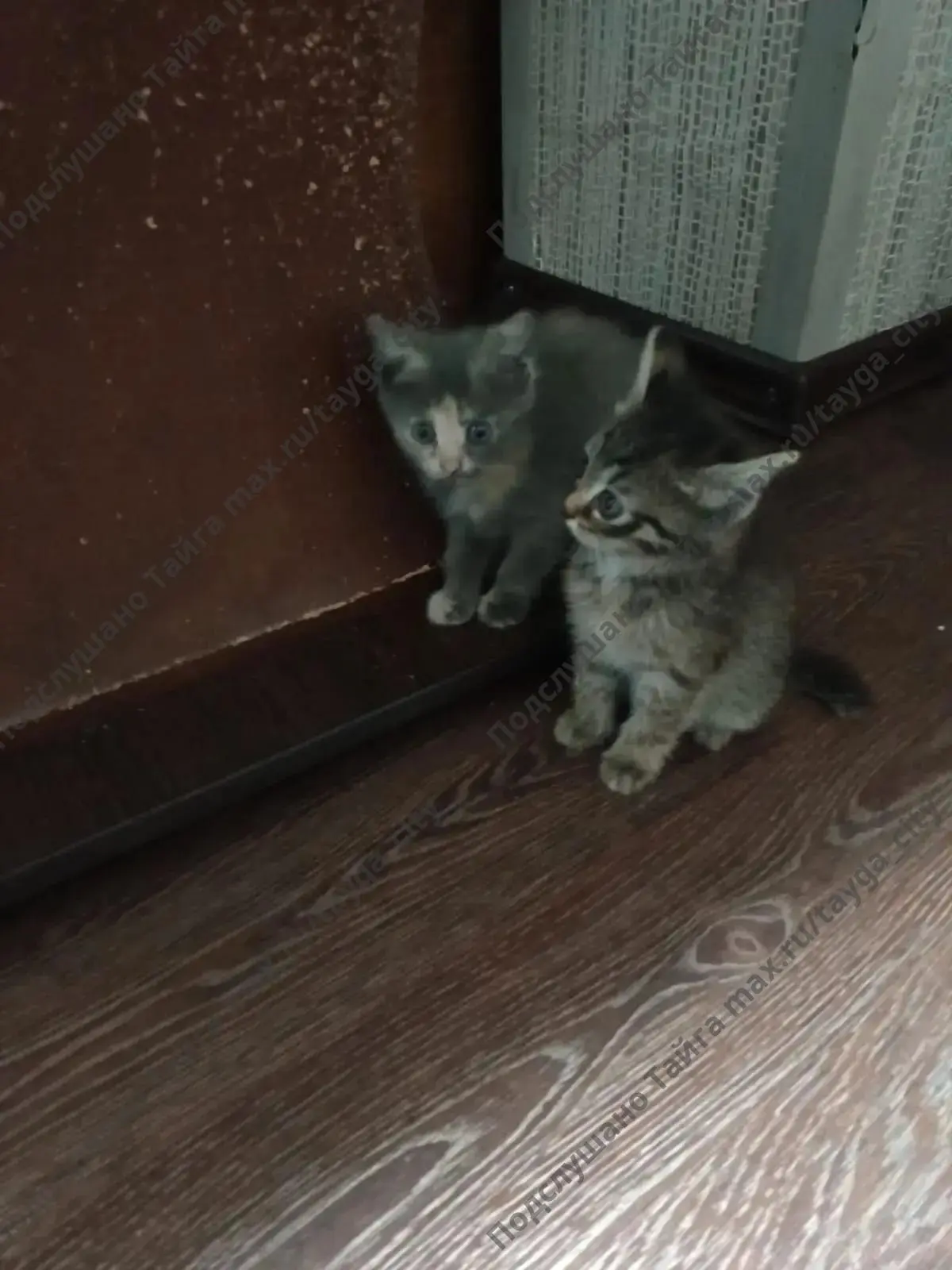 Отдам в добрые руки котят, 2 месяца.