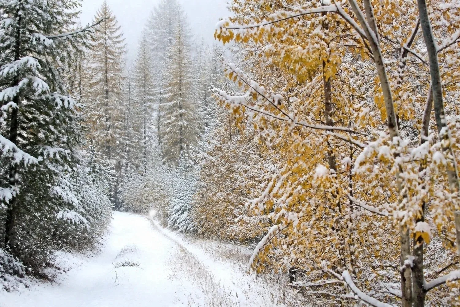 🌨 5 октября в Пермском крае — сильный снег и гололёд