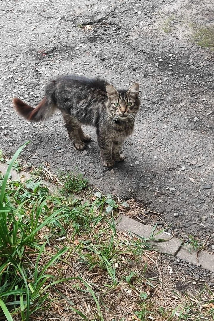 Уличный кот продолжает ждать погибшую при ударе дрона женщину, которая его кормила