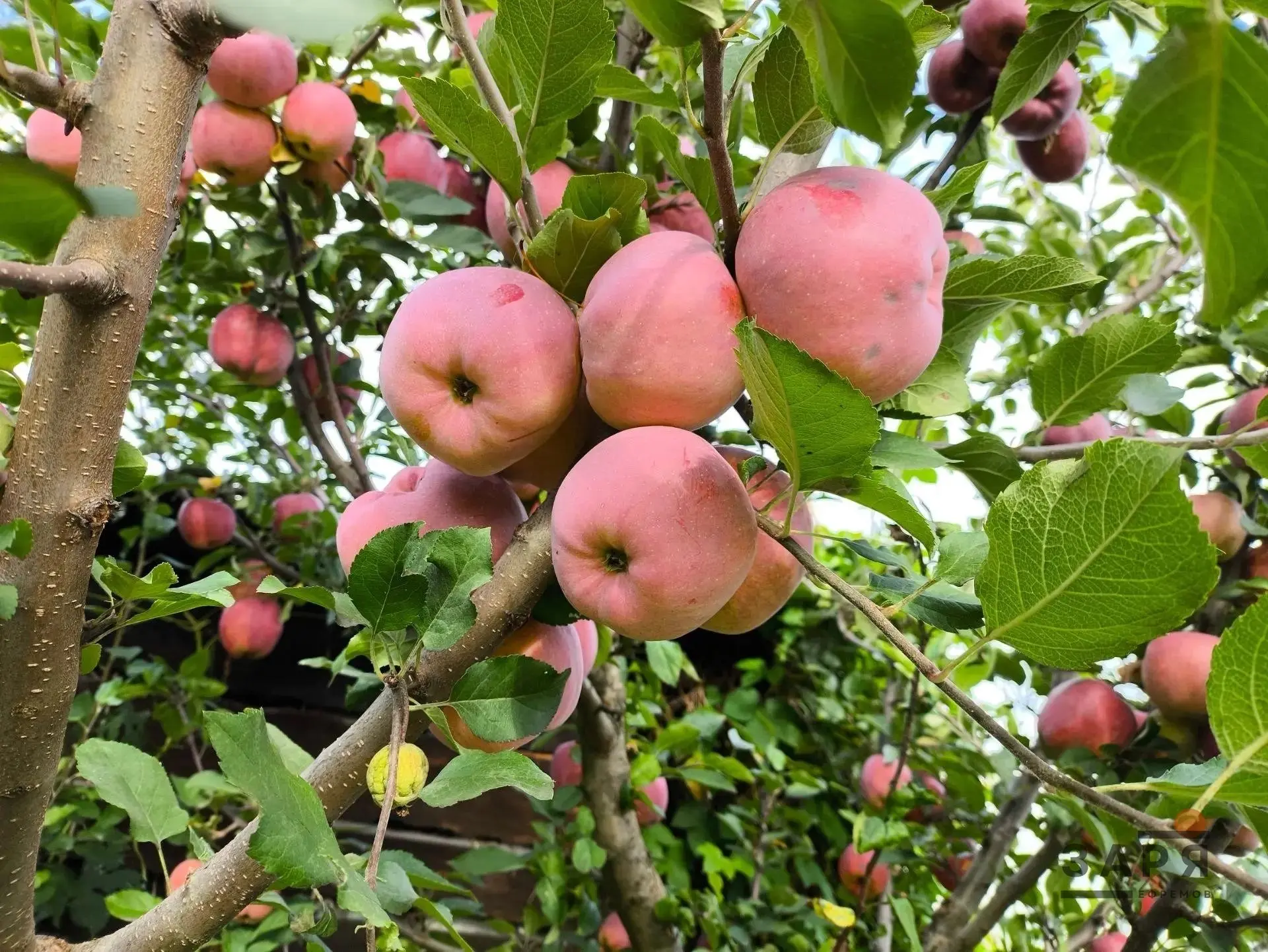 🍎 Вкус и аромат ефремовской осени​