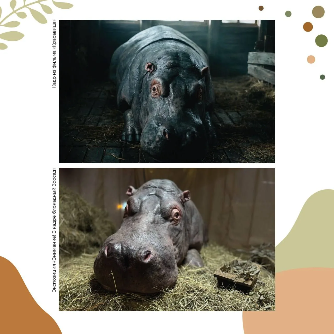 Это реальные декорации из фильма «Красавица»?🎞🦛  Отвечаем: «Да, и это легко проверить!».  🎬На выстав