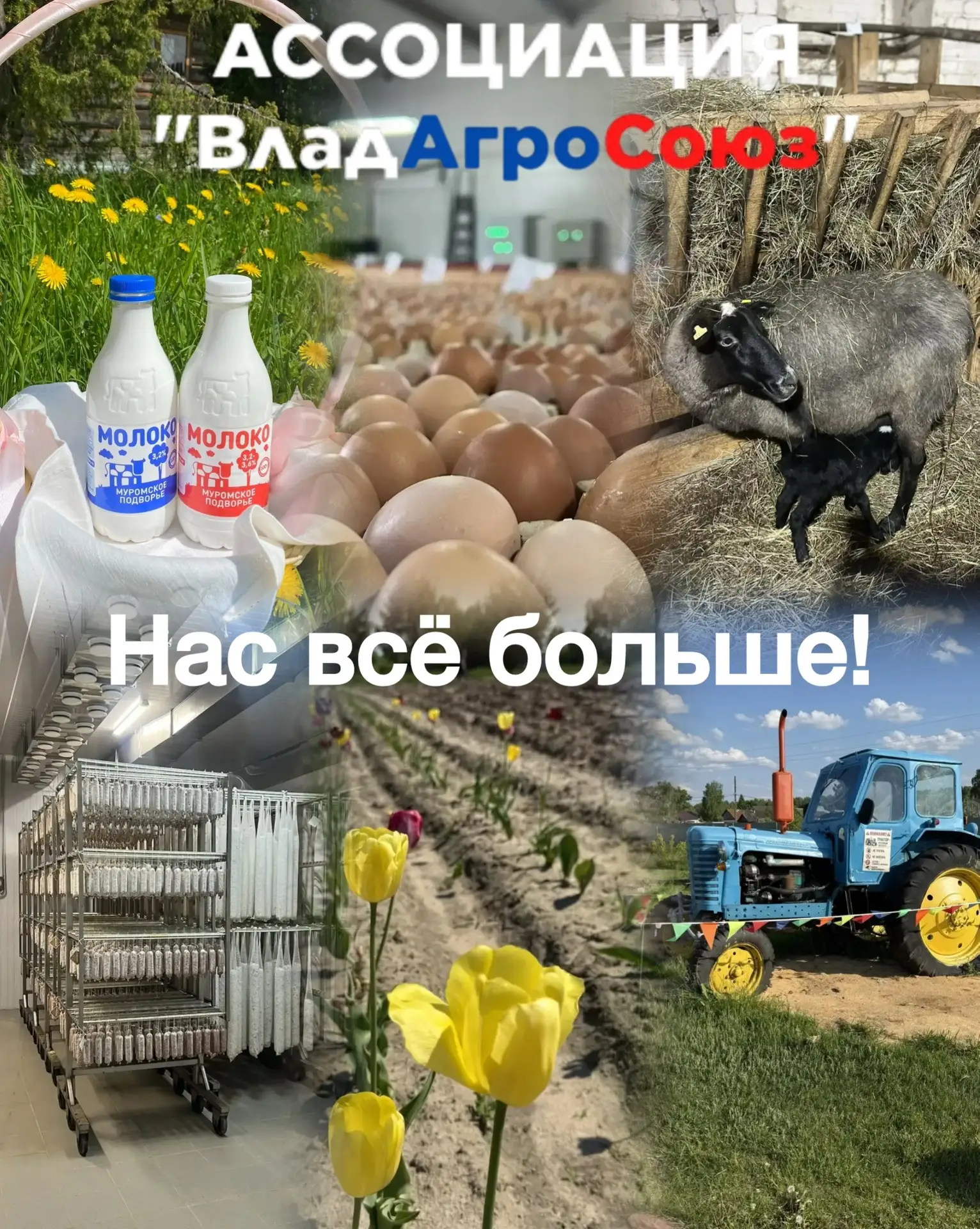 Дорогие друзья! Ассоциация производителей и переработчиков сельхозпродукции «Владимирский аграрный с