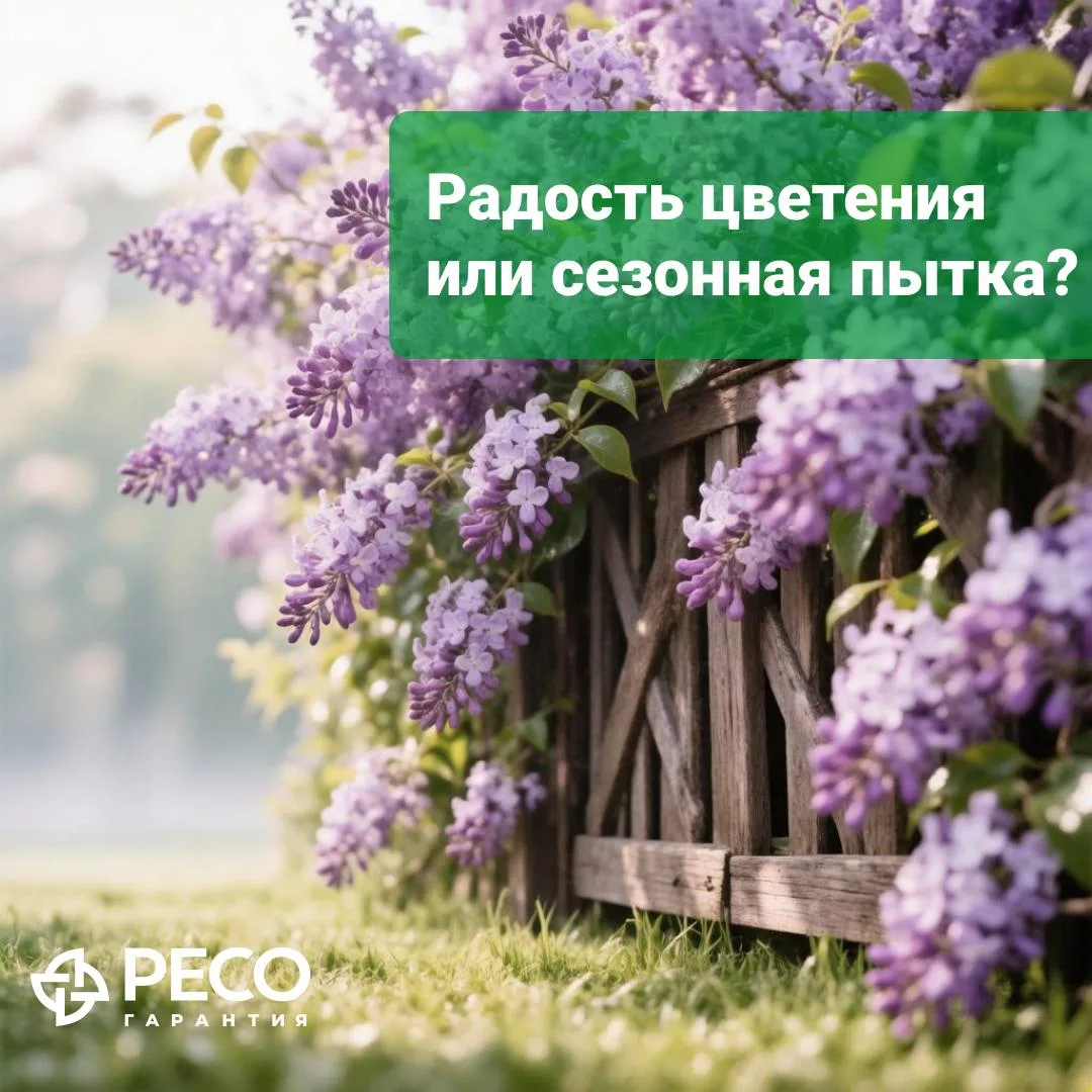 🌸Сирень и черемуха цветут, а у вас слезы и насморк? Это не «простуда», а сезонная алле...