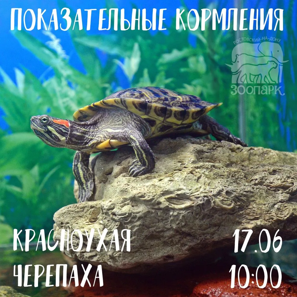 🐢 Красноухая черепаха - инвазивный вид для нашего региона, но и она есть в нашем зоопа...