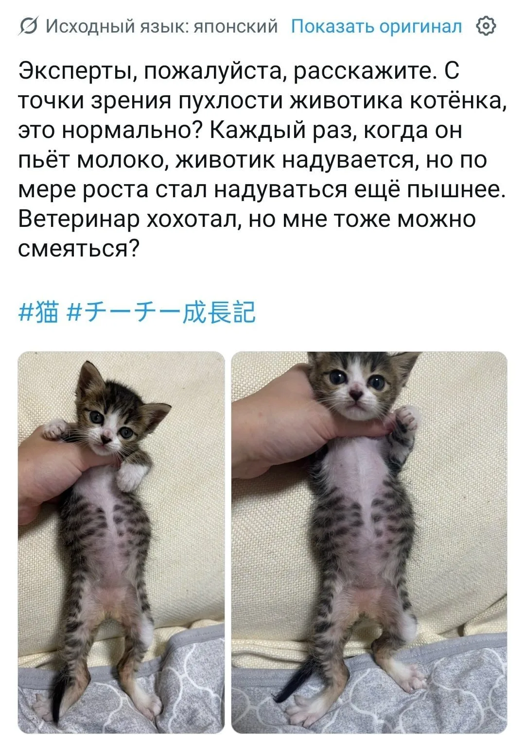 Девушка решила узнать, нормальный ли размер пузища у котёнка, и открыла портал в рай пу...