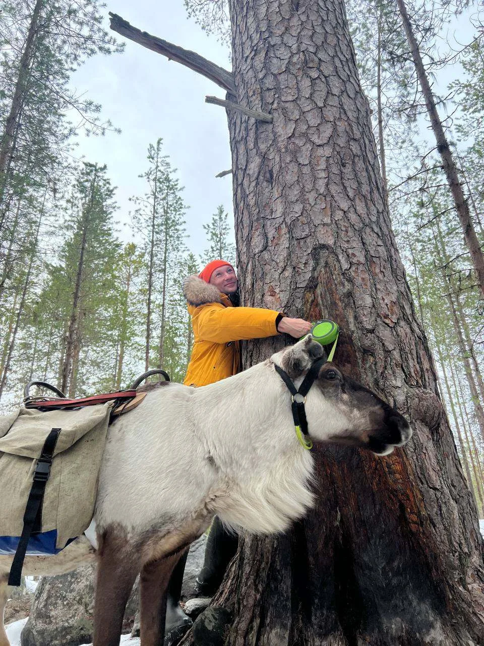 Выгуляли северных оленей, как домашних питомцев...  🦌 Колоссальный опыт общения с самыми настоящими 