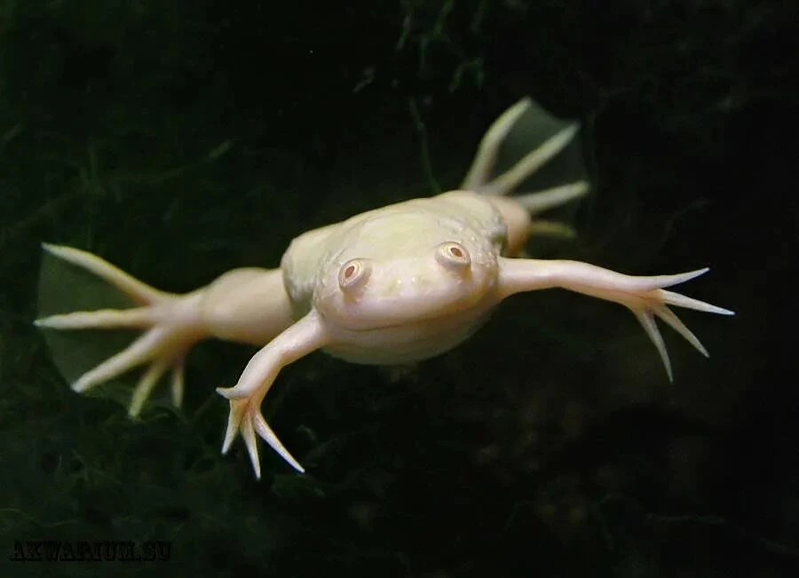 🐸 Лягушка Шпорцевая 🐸