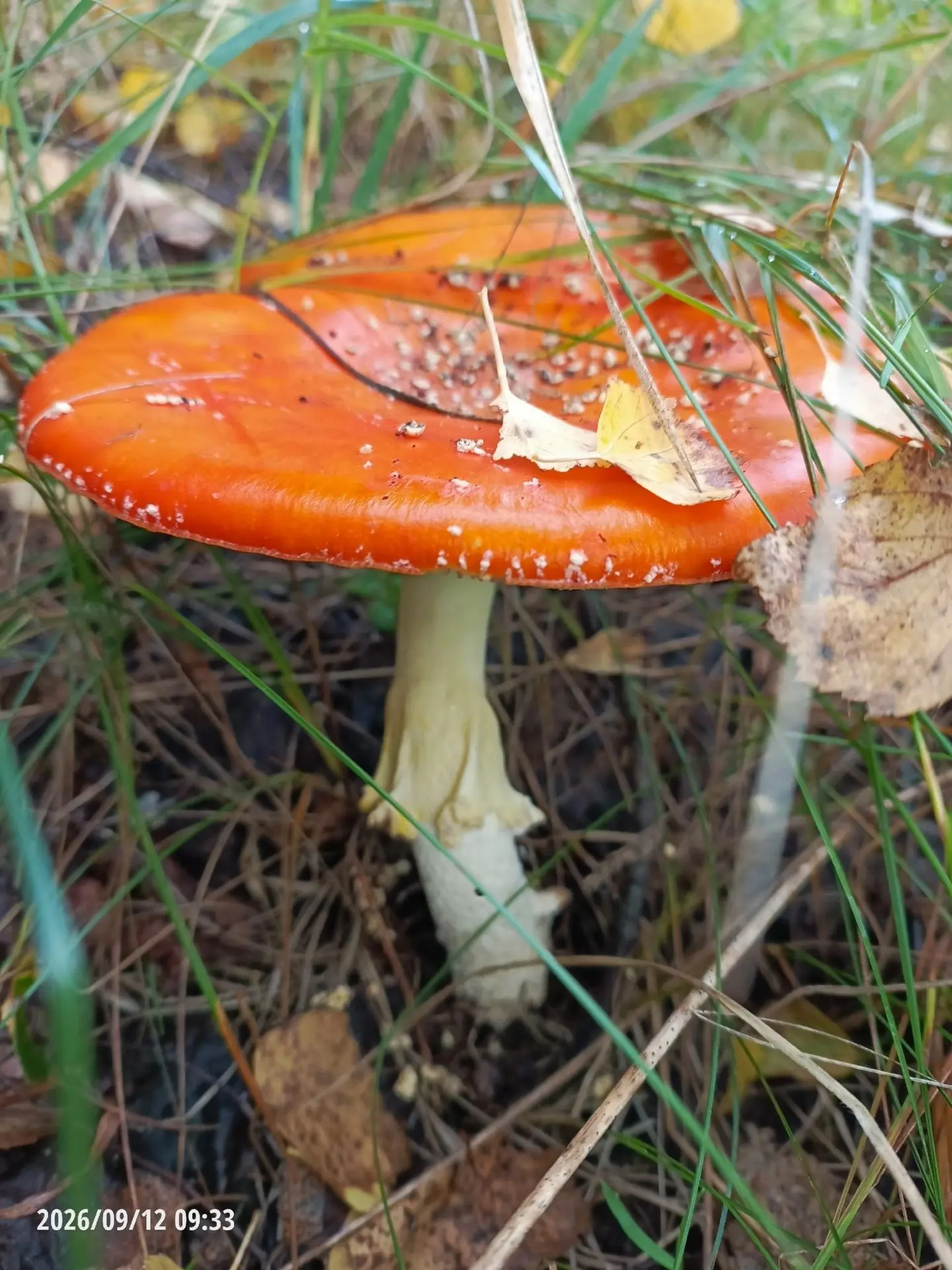 🍄 Как из сказки