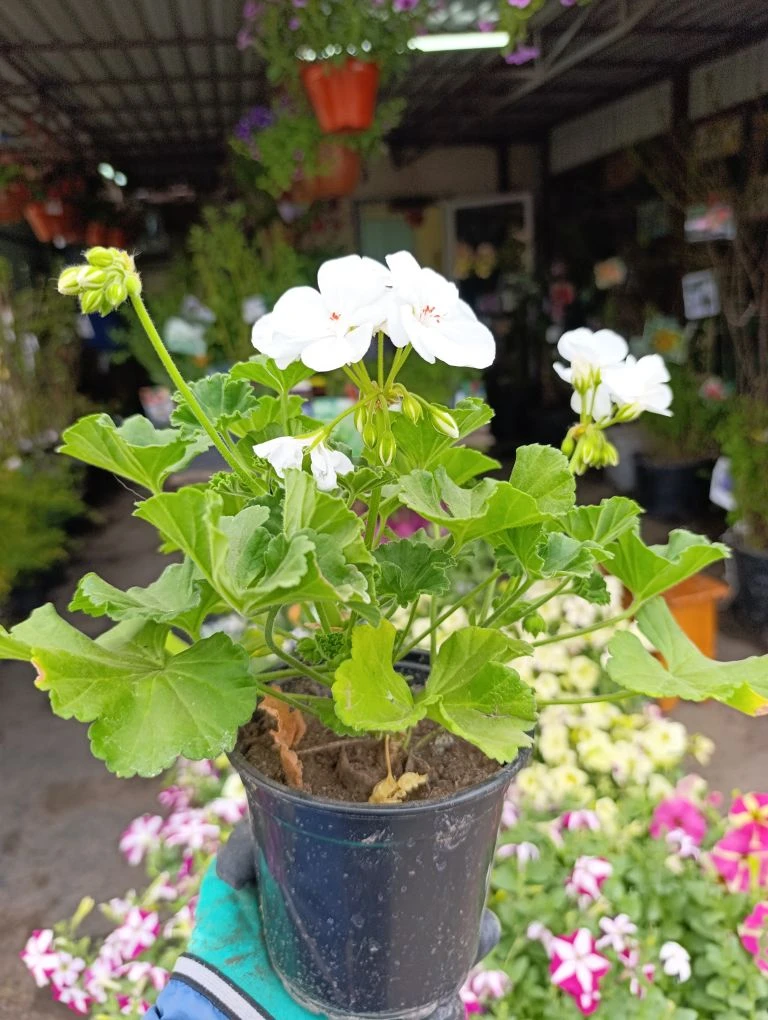 Герань в продаже🌿